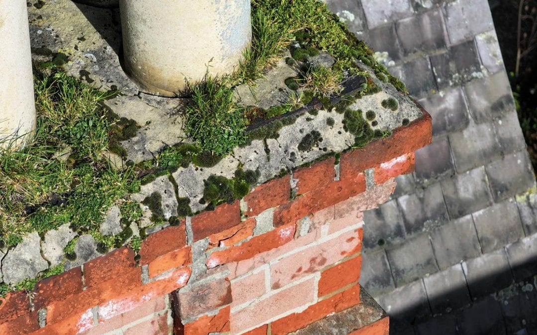 Roof Moss and Debris